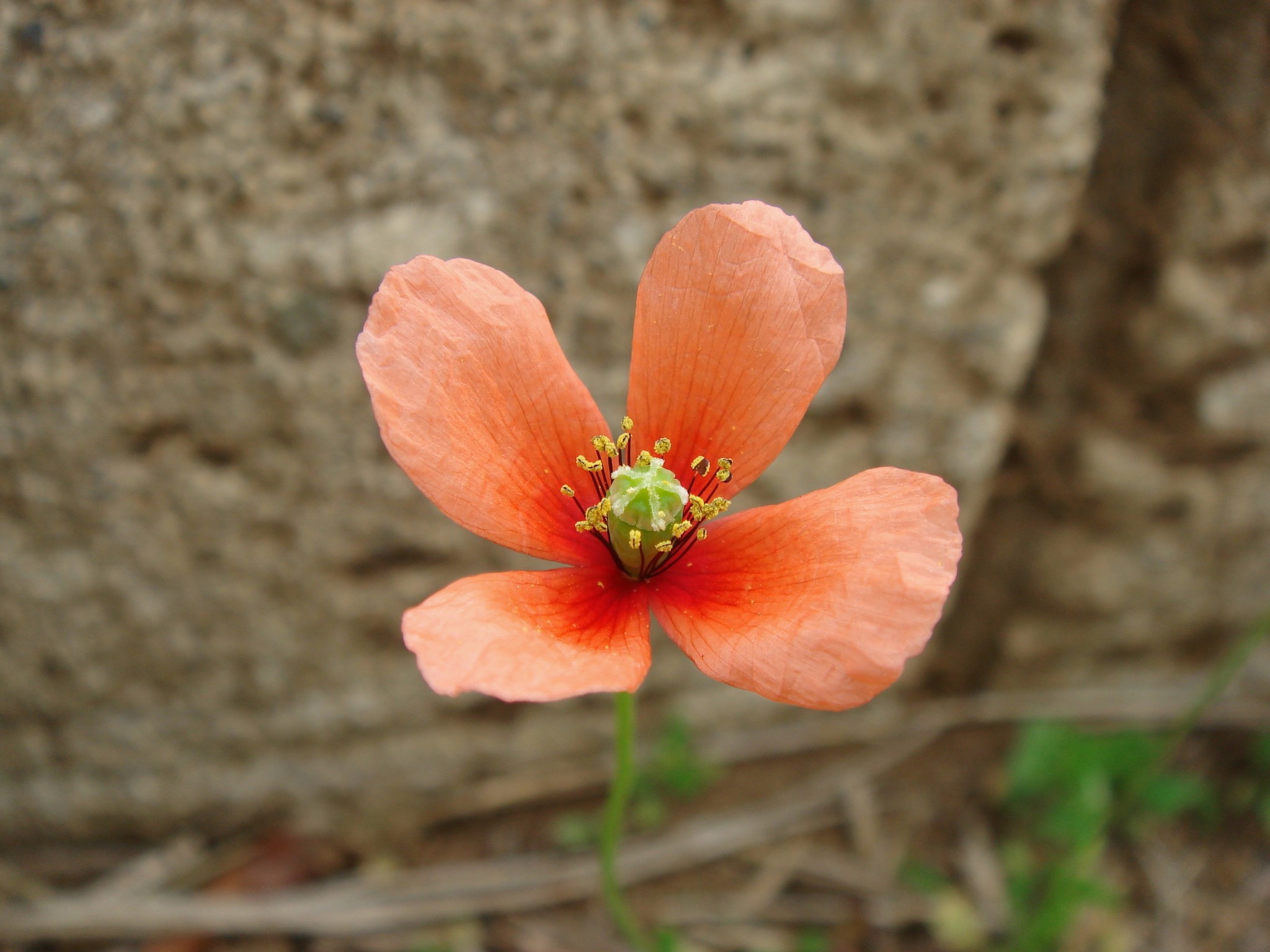 Papaver dubium L.